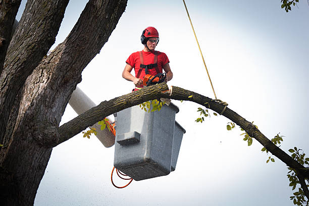 Best Tree Branch Trimming  in Moundridge, KS